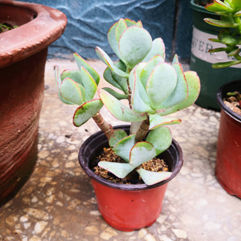 姬花月 蓝鸟 三色 筒叶 黄金花月玉树盆栽多肉植物 蓝鸟玉树2颗 不含