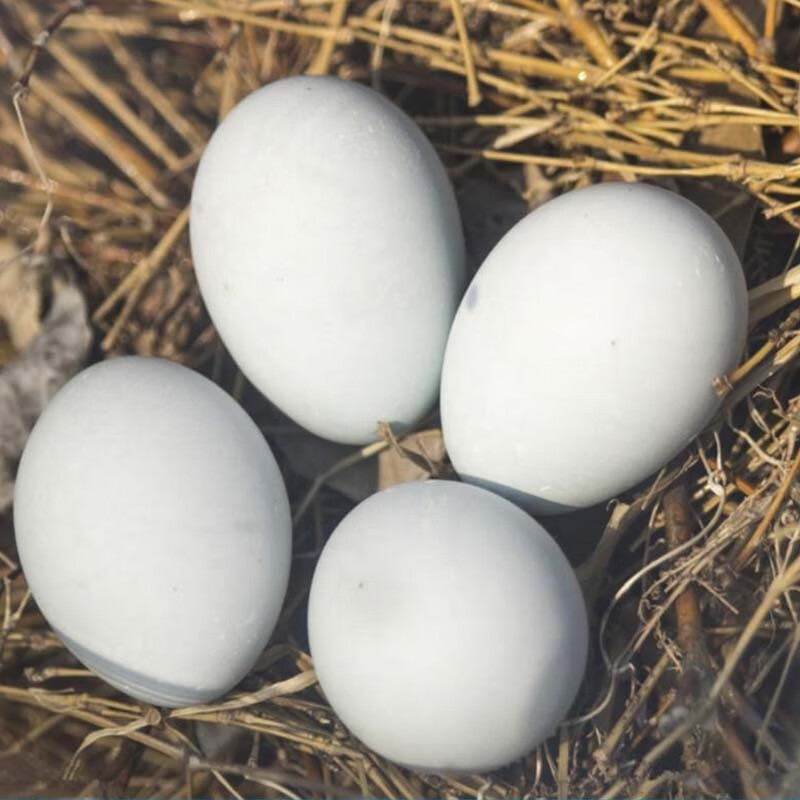 蝶贡柯尔鸭 可达鸭小叫鸭纯种荷兰宠物鸭受精蛋种蛋鸭蛋可孵化科尔鸭