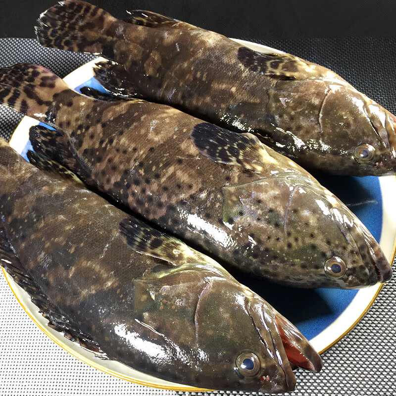 鲜木石斑鱼鲜活冷冻 现捕大龙胆鱼海鲜珍珠斑鲜活水产鱼类3斤顺丰