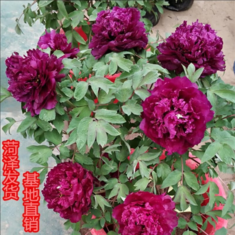 观赏牡丹花苗盆栽庭院花卉洛阳牡丹树苗室内外阳台重瓣大花 21大富贵