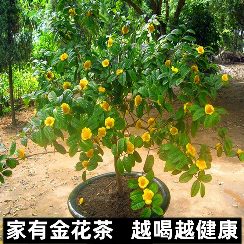 优明静名贵金花茶树苗盆栽防城金花茶四季花卉植物庭院室外室内金茶花