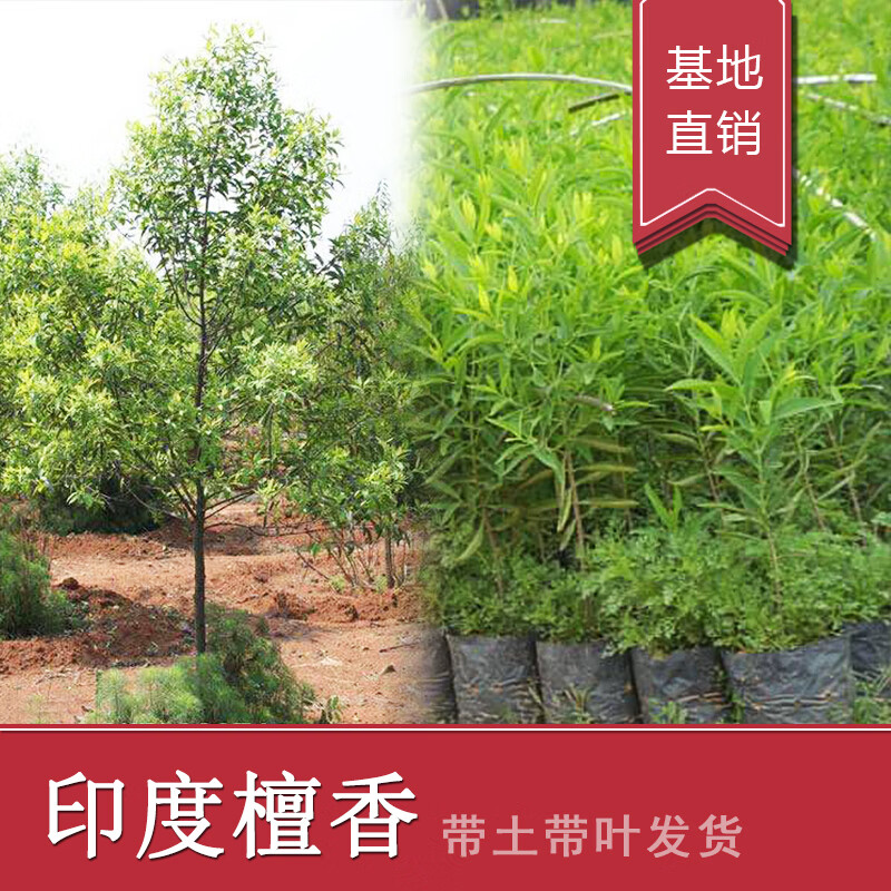 印度檀香树基地直销珍稀植物老山白檀香树苗 檀香树树苗带叶发货 印度