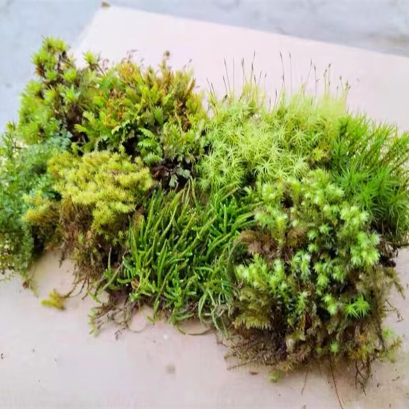青苔藓 微景观植物盆景生态瓶diy绿植水陆缸假山盆栽盆景 混合品种