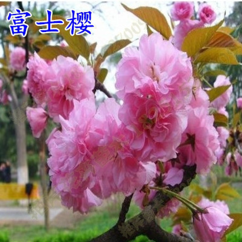 欧悟 樱花苗樱花树苗 嫁接早晚樱盆栽地栽庭院阳台园林绿化苗当年开花