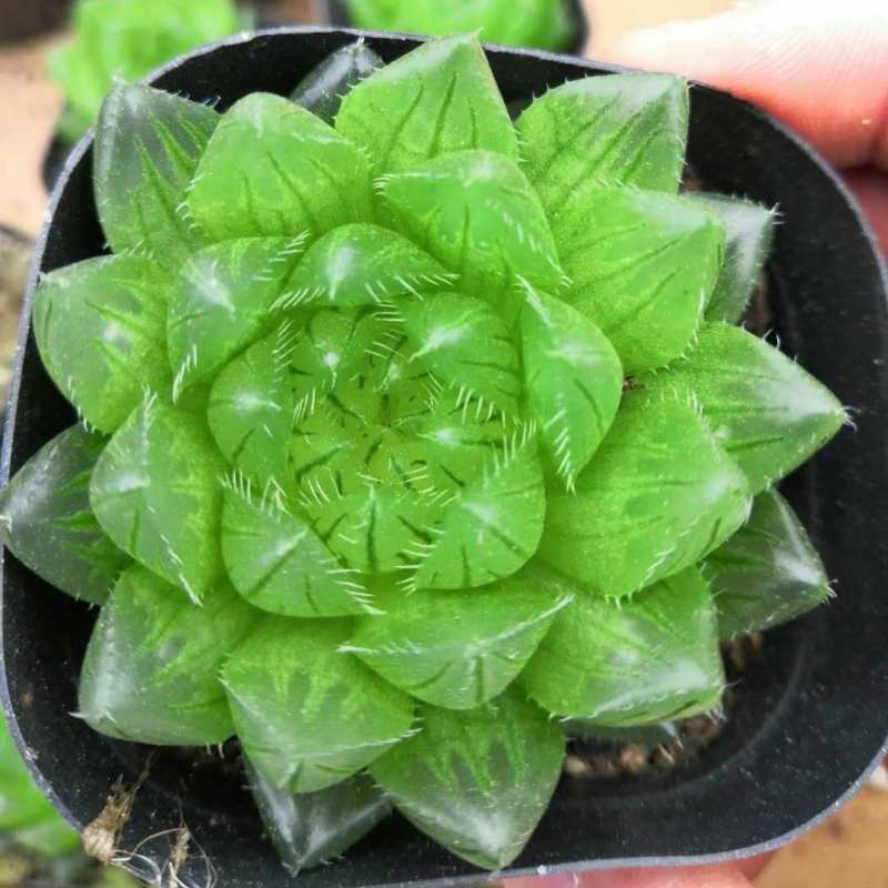 多肉植物姬玉露水晶玉露宫灯玉露组合玉露 樱水晶4-5cm(原盆原土)1盆