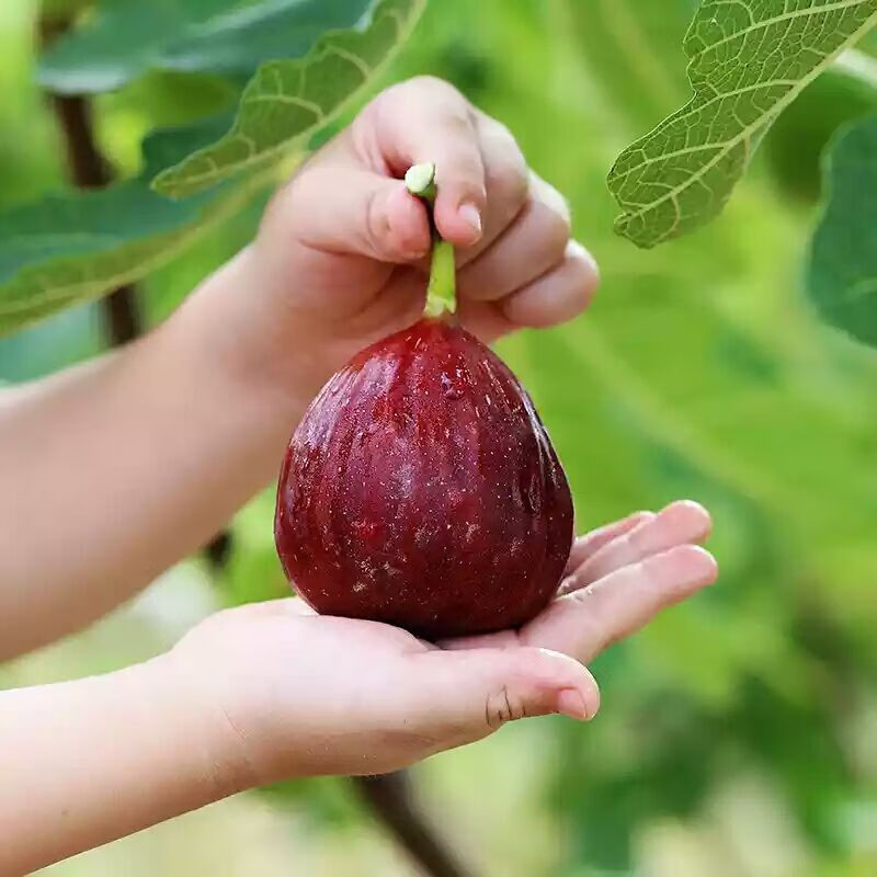 【顺丰空运】无花果 红皮五花果鲜果新鲜现摘水果云南红皮紫皮礼盒装3