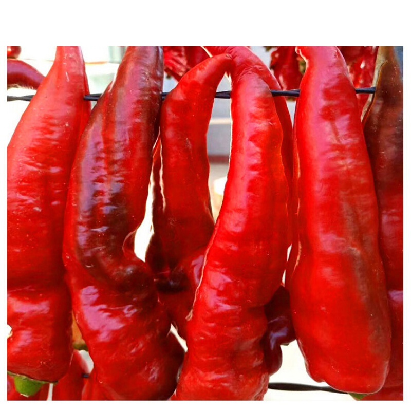 虎钢馋新疆哈密巴里坤三塘湖大辣椒干辣皮子 新货特产零食