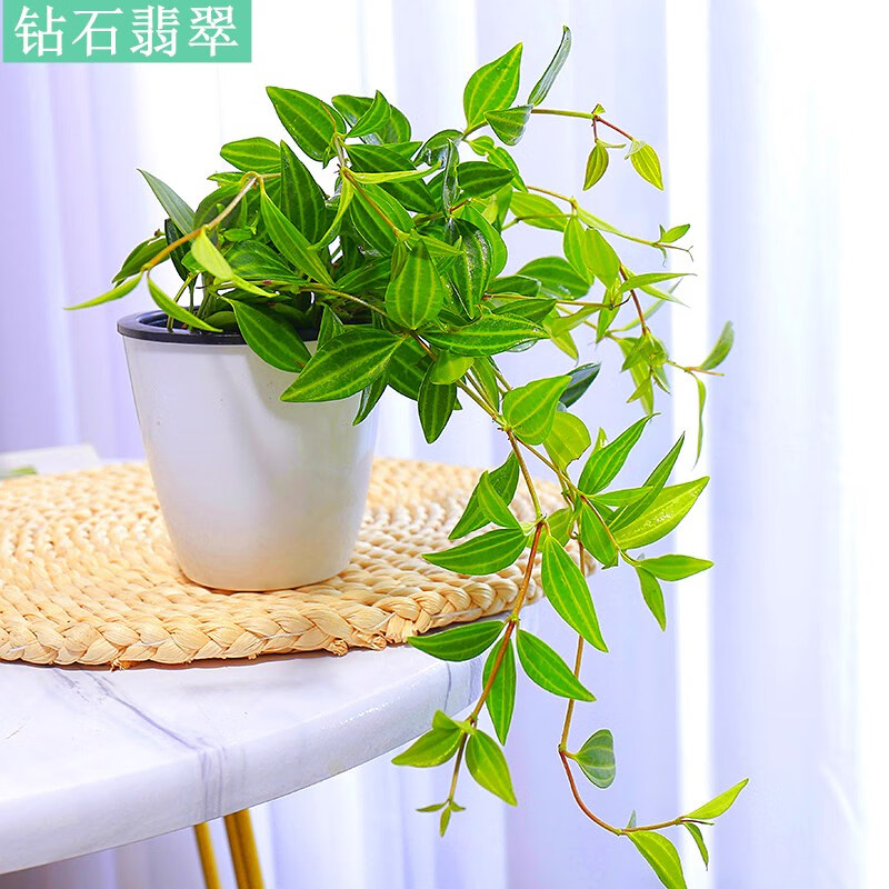 丝绿植办公室内花卉盆栽吊兰爬藤绿萝多肉四季好养水培植物 钻石翡翠