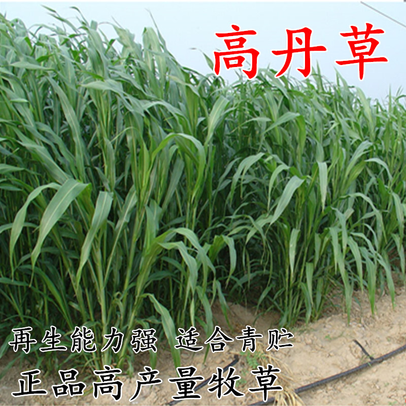 玮艺进口高丹草种子苏丹草牛羊多年生牧草种子鱼草籽四季牧草种子