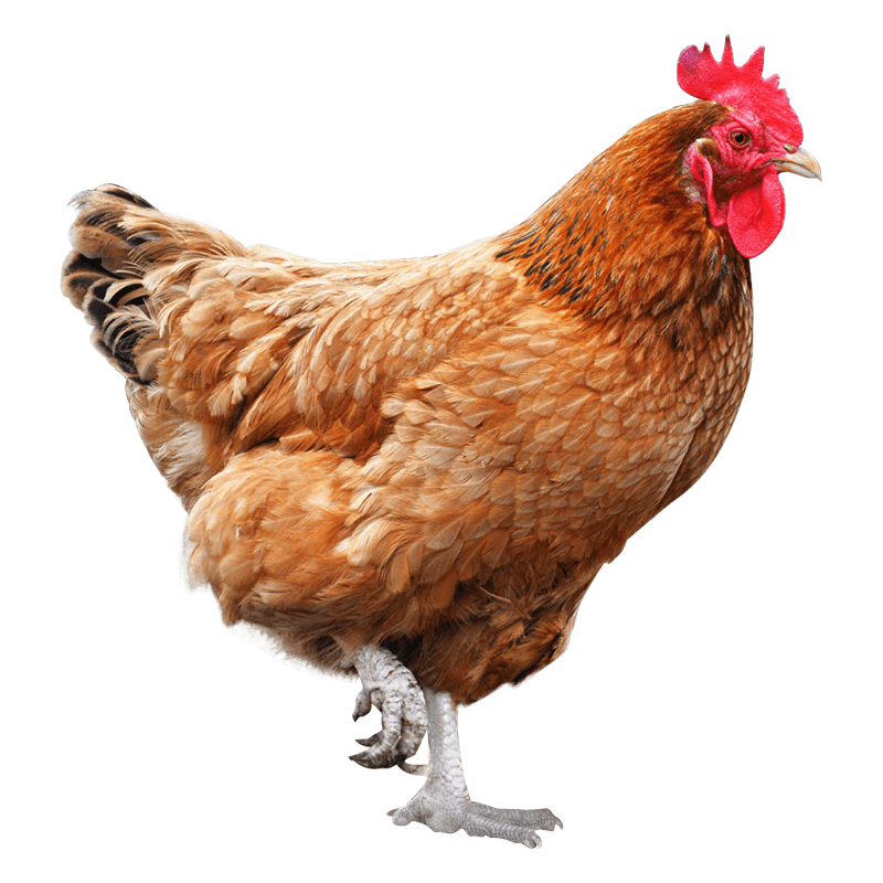 黄河畔鸡肉：品质卓越，价格实惠|怎么看京东鸡肉历史价格曲线