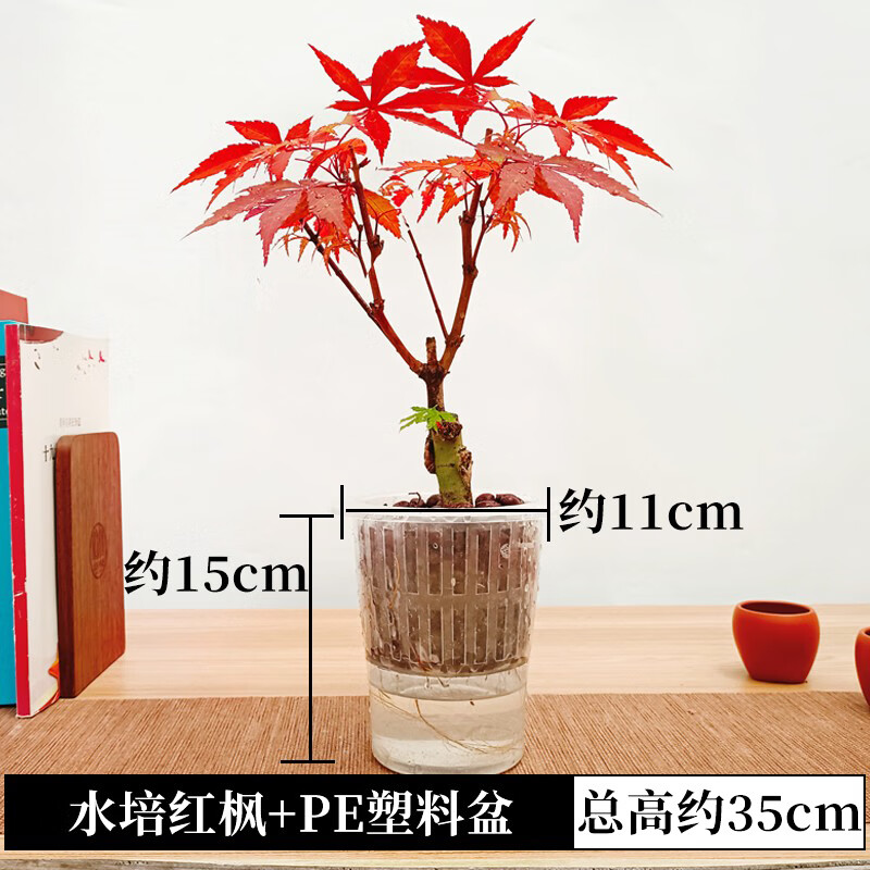 花名堂水培红枫树苗盆景老桩观叶植物四季好养室内桌面盆栽日本红舞姬