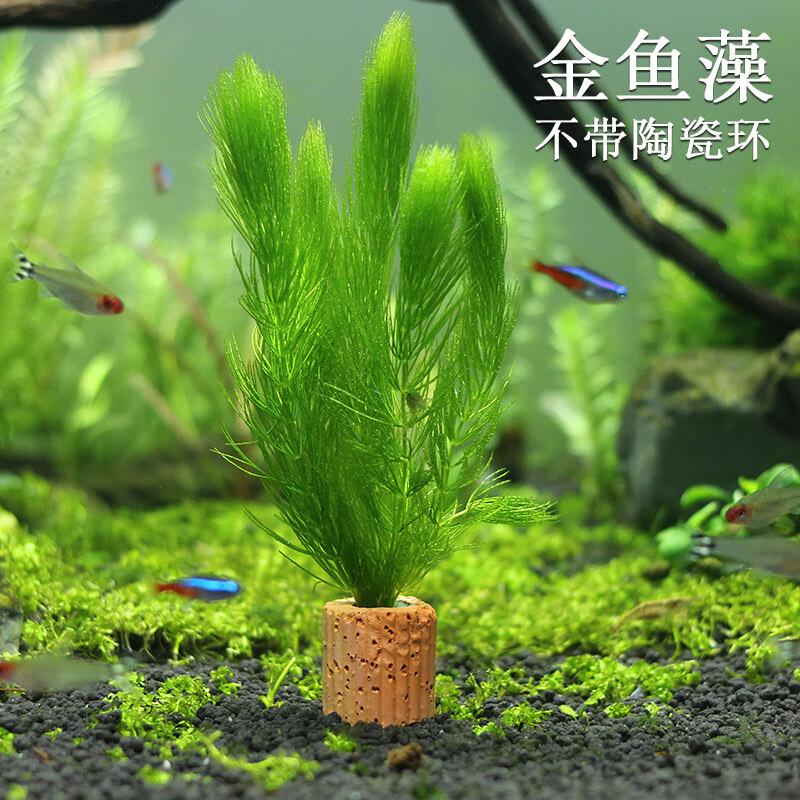 蜈蚣草 相关京东优惠商品 价格图片品牌优惠券 虎窝购