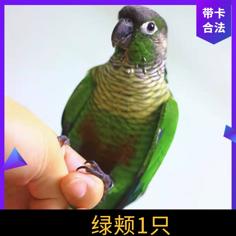 爱情鸟宠物活体带标识鹦鹉观赏鸟活物小鸟家养宠物活体小鸟牡丹小太阳