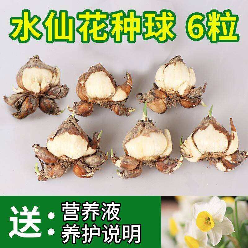 怎么查看种球的历史价格|种球价格历史