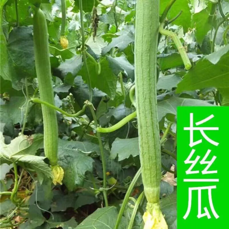 丝瓜苗肉丝瓜秧苗高产西葫芦苗苦瓜苗冬瓜苗西瓜苗阳台田地蔬菜苗 长