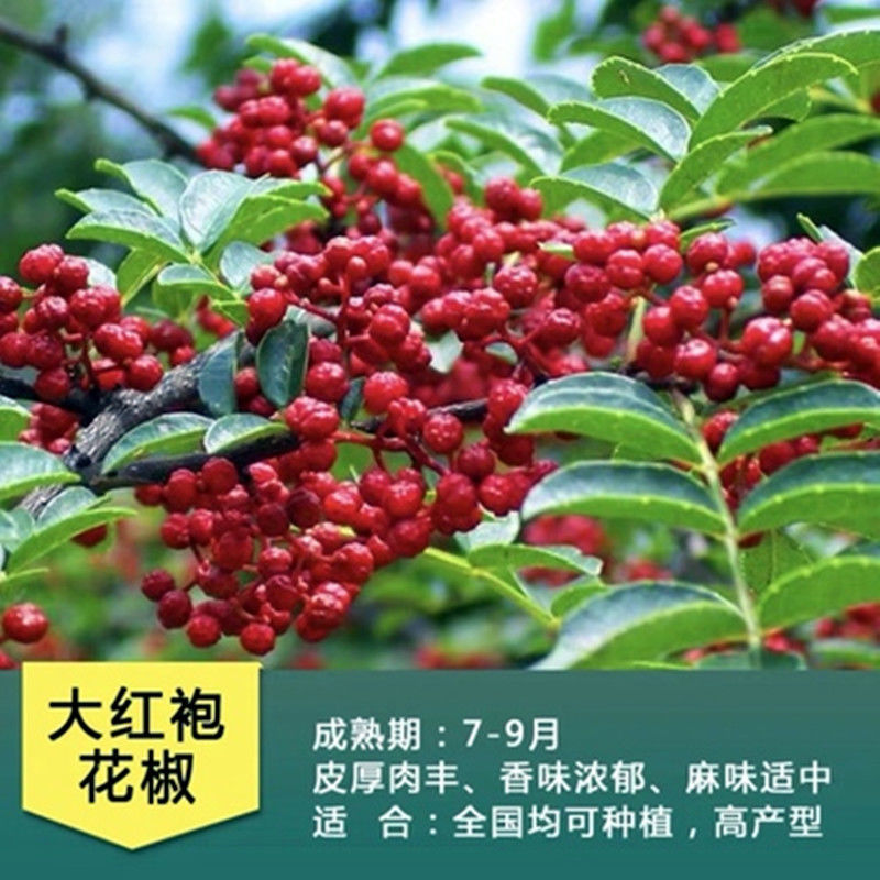 花椒苗花椒树苗大红袍花椒树苗椒树苗藤椒树苗南方北方四季种植