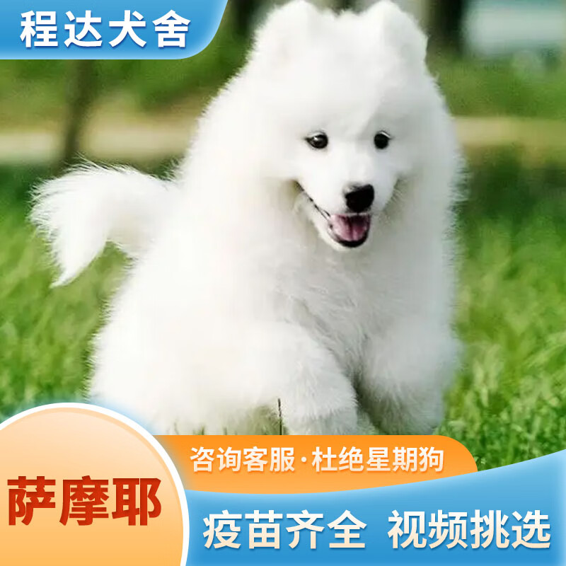 熊版 萨摩耶活体 萨摩耶幼犬 幼崽狗狗活体 雪橇犬大型犬熊版 宠物级