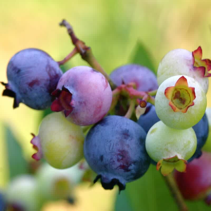 南方北方种植阳台庭院四季蓝莓树苗 灿烂5年苗【适合南方 当年结果】