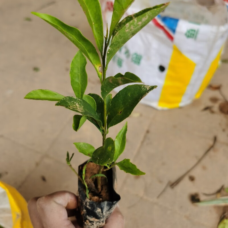 花盆栽室内外盆栽花卉阳台庭院鸳鸯茉莉花苗净化空气绿植 三颗小苗