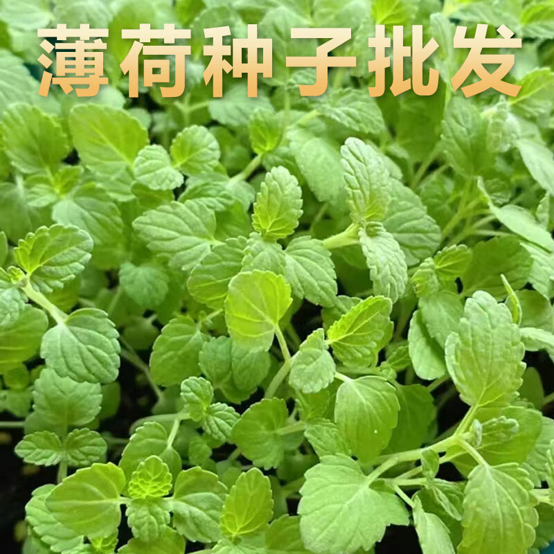 山谷里的居民可食用薄荷种子盆栽四季开花易活室内室外花种籽子孑植物