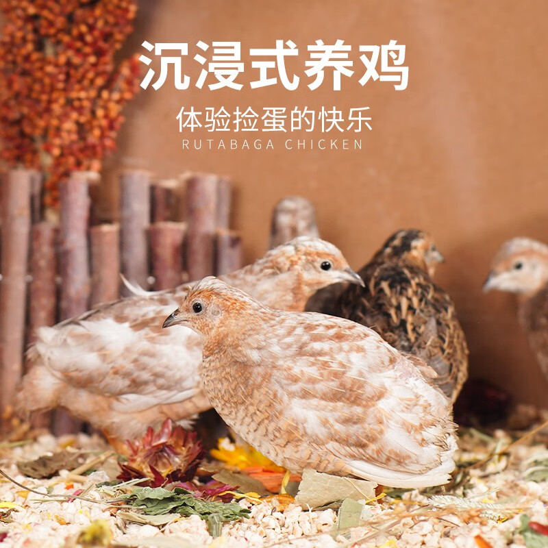 宠尚天（Jonsanty）芦丁鸡宠物鸡活物观赏网红鸡活体全色系迷你宠物青年鸡 一公一母颜色随机高性价比高么？