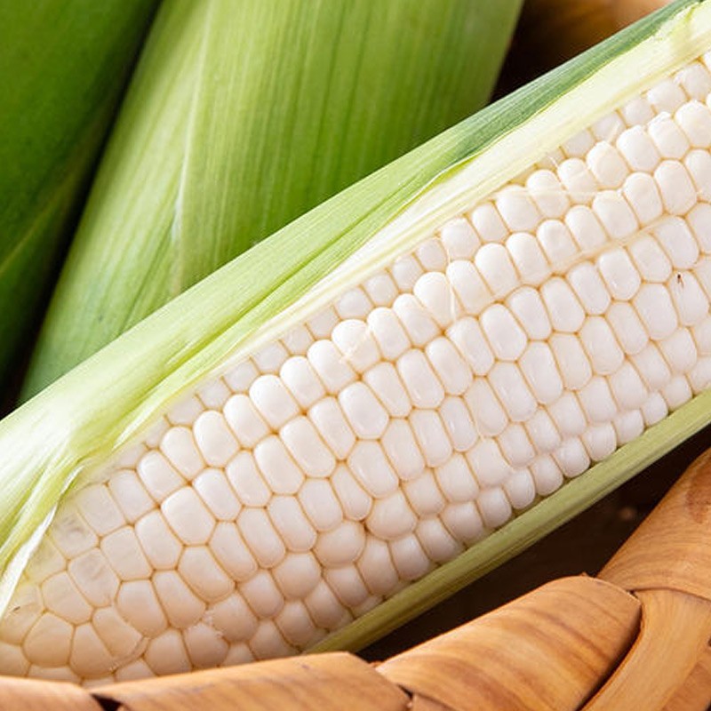 白玉糯909玉米种子100gx2袋