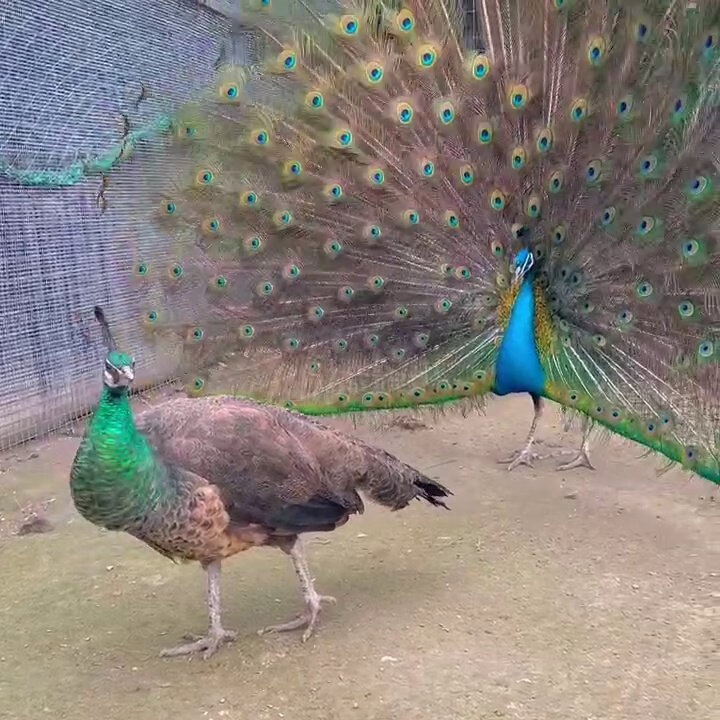 孔雀活鸟 蓝白花孔雀苗幼崽活体公母一对宠物鸟开屏活体大型包活 五年