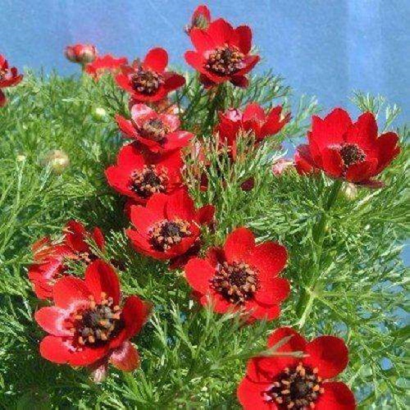 季易种易活花种子室内春播种盆栽秋冬季花草秋播花乡古韵 福寿花200粒