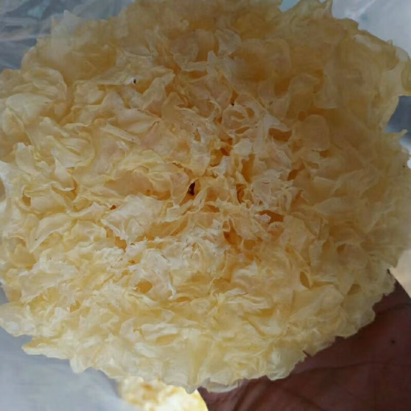 古田银耳干货500g无硫熏正宗福建白木耳丑耳特产香糯易出胶 1斤