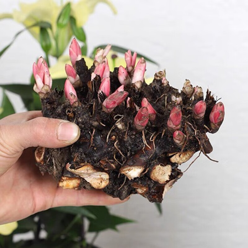 苗根块带芽大花种根花根庭院四季鲜花盆栽植物绿植花卉 芍药5个芽根块
