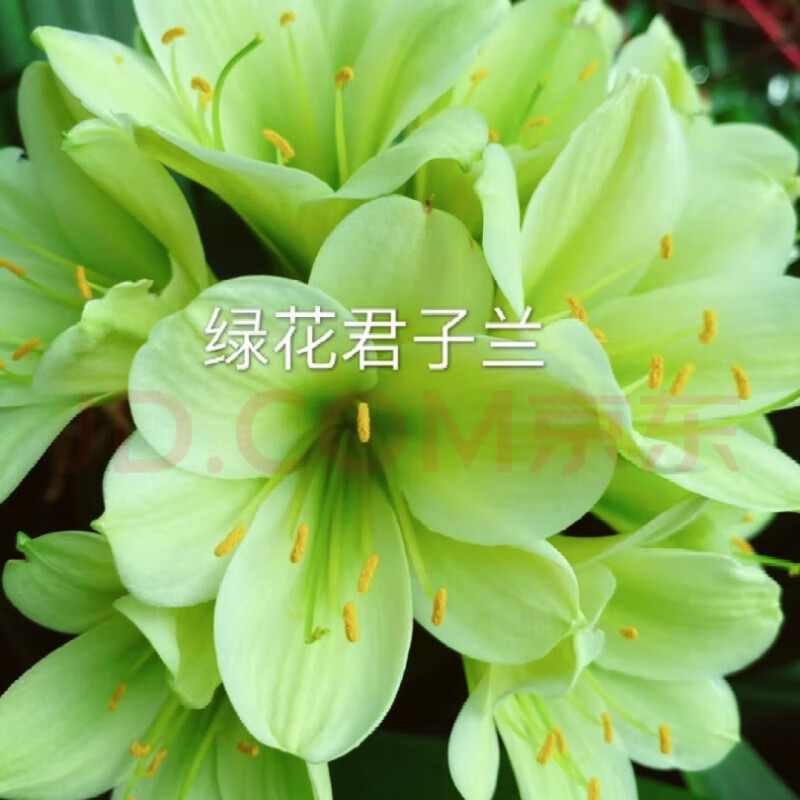 国宝级精品绿花君子兰查尔斯细长叶纯绿裤小苗室内盆栽平长尾绿苗 绿