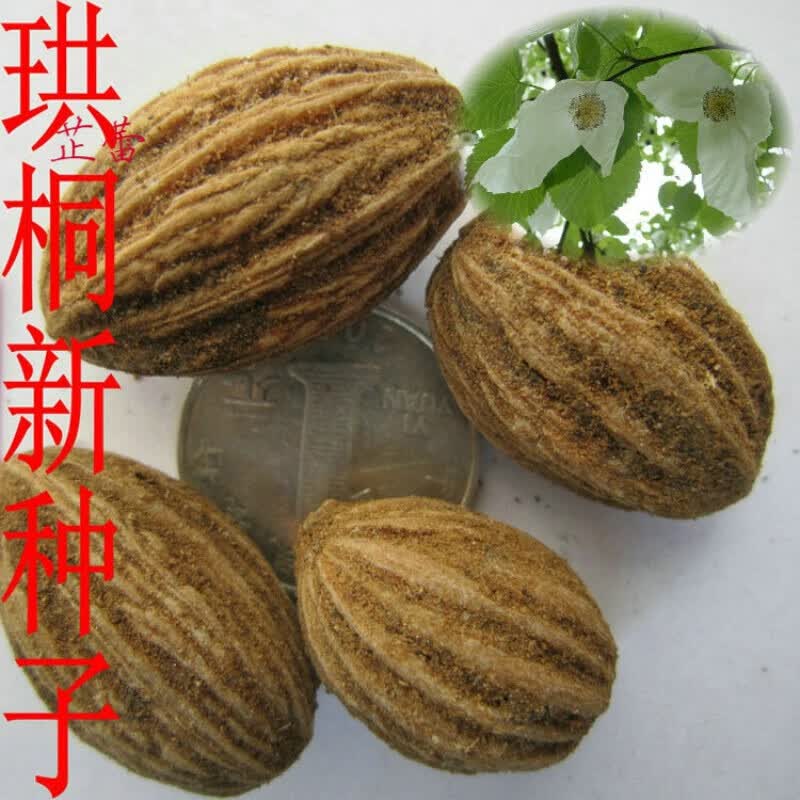 林木种子 法国梧桐树种子泡桐树 海桐种子 青桐种子 珙桐种籽 海桐