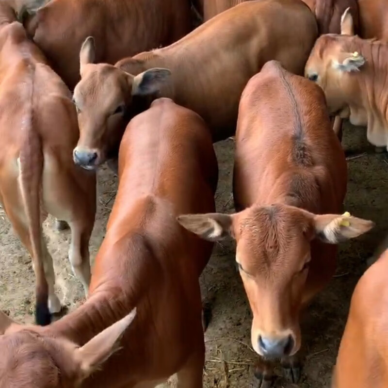 鲁西黄牛牛犊牛苗价格牛犊活体牛崽牛苗牛犊牛苗小牛犊适应能力强