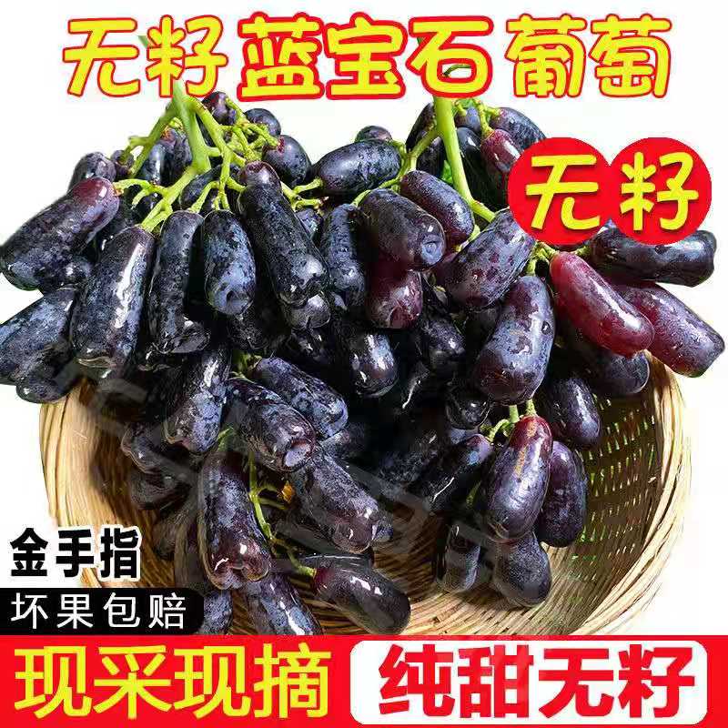 教蔬鲜生【顺丰直达】现摘无籽蓝宝石新鲜葡萄金手指黑美人拇指黑提子 2斤净重单果【10mm-15mm】