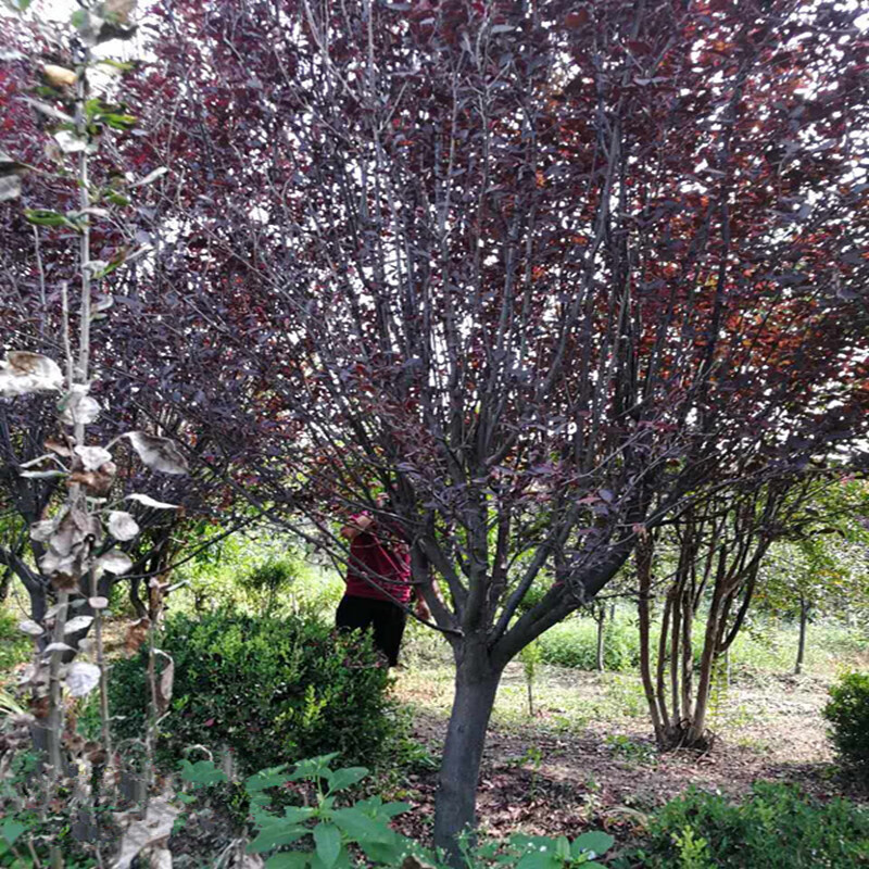 十家香紫叶李树苗高杆大树工程树红叶李子树苗木绿化庭院耐寒植物树苗