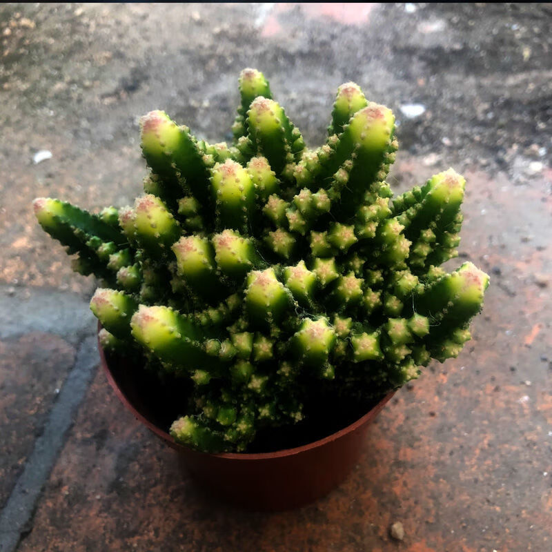 【带盆栽好】满天星多肉植物绿植花卉办公室桌面盆栽组合新手好养 大