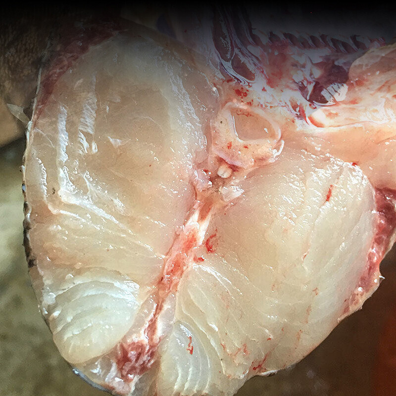 千岛湖活鱼鳙鱼新鲜大鱼头活体胖头鱼鲜活大头鲢活鱼花鲢1500g