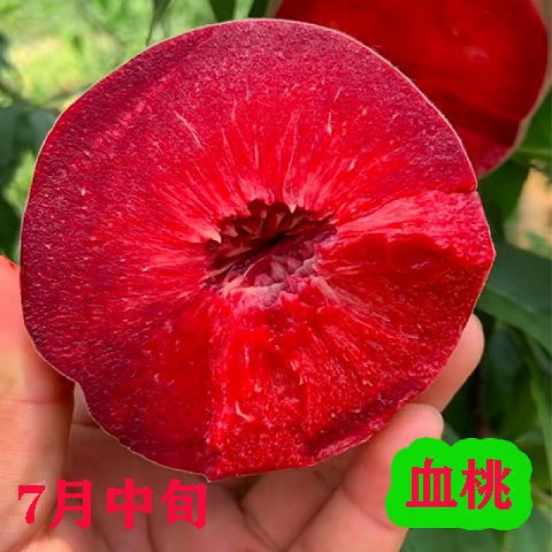 伟伟园艺新品种贵妃血桃正宗嫁接桃树苗盆栽地载南北方种植当年结果