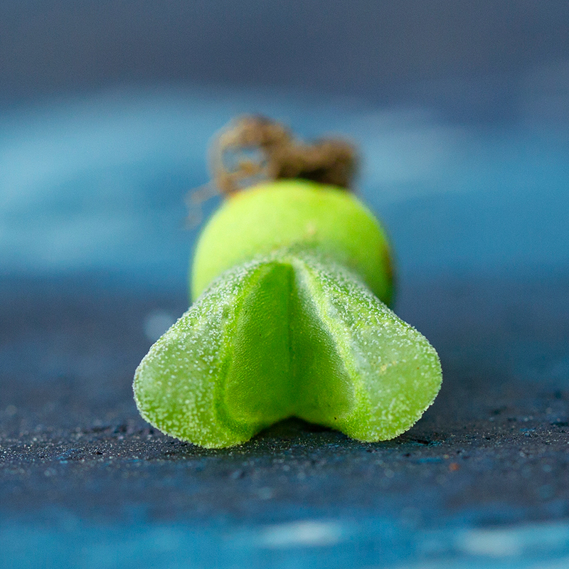 冰风铃肉锥多肉植物超萌肉肉生石花pp稀有贵货番杏云南多肉 冰风铃3.