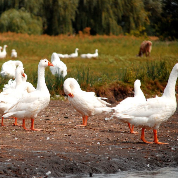 1斤左右高产蛋鹅 2公4母