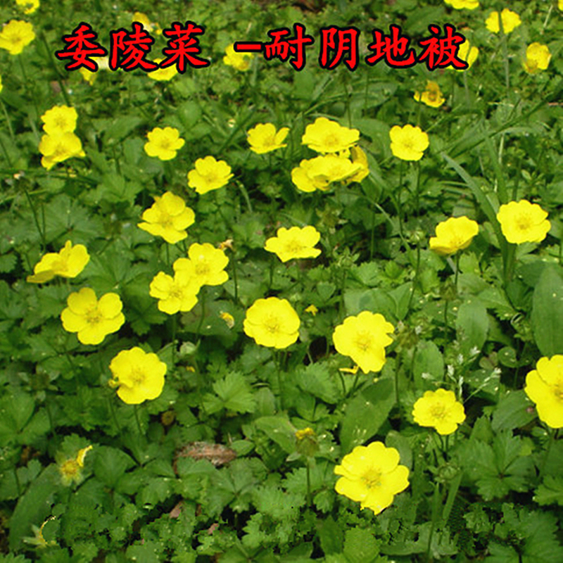 白头翁种籽萎菱菜多年生耐阴地被耐寒四季室外种qcdd 委陵菜种子50克