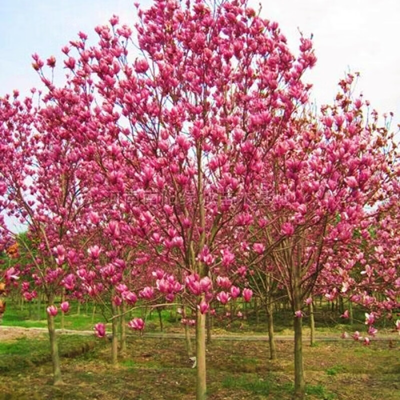 楓隅玉兰花树苗紫玉兰树庭院行道树绿化苗木地栽开花树苗南方北方种植