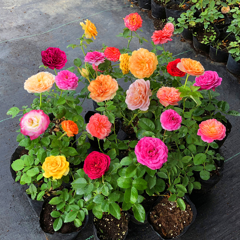 月季花苗 烟花波浪高品种灌木藤本月季玫瑰室内花卉盆栽蔷薇观花植物