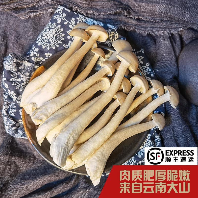 山野云涧云南鹿茸菇菌 新鲜野生菌野蘑蘑菇火锅涮菜 500克