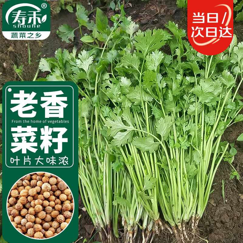寿禾 老香菜籽种子冬春季老品种蔬菜 潍育传统老香菜种子15g约1300粒