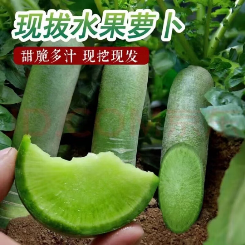 农大姐妹【顺丰】山东潍县水果萝卜 生吃潍坊萝卜 水果青萝卜脆甜微辣爽口 精选果 5斤