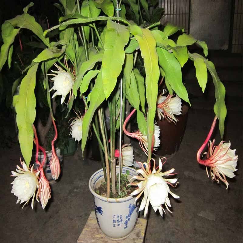 御卉阁昙花苗绿植盆栽花卉 琼花苗 俗称月下美人 香味浓郁室内外盆栽