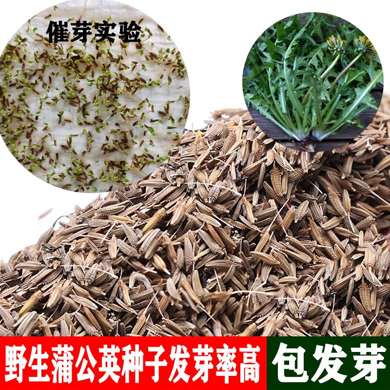 周金祥 野生蒲公英种子四季易种婆婆丁籽春秋季种植盆栽食用大叶四季