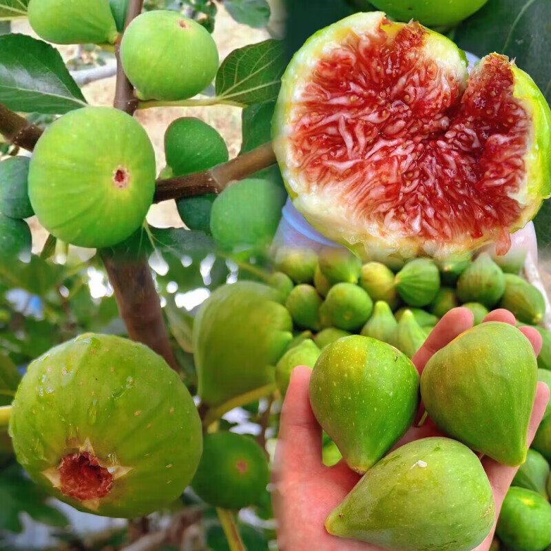 地艺大青皮无花果树苗南北方庭院种植红心无花果苗盆地栽当年结果 2年