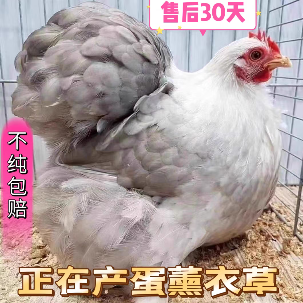 纯种成年薰衣草科钦球宠物鸡孵化受精种蛋正宗的迷你网红科钦球鸡